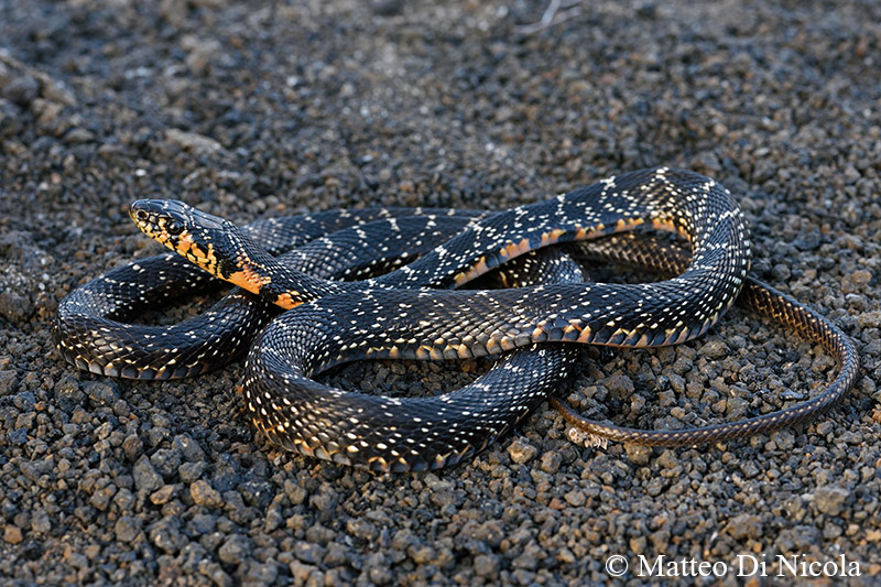 Colubro ferro di cavallo (Hemorrhois hippocrepis), Pantelleria